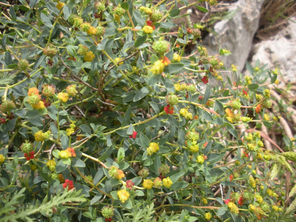 Euphorbia spinosa / Euforbia spinosa